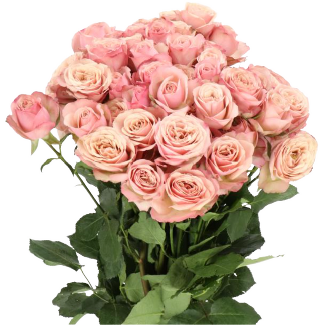 RoseSpray Destini holl