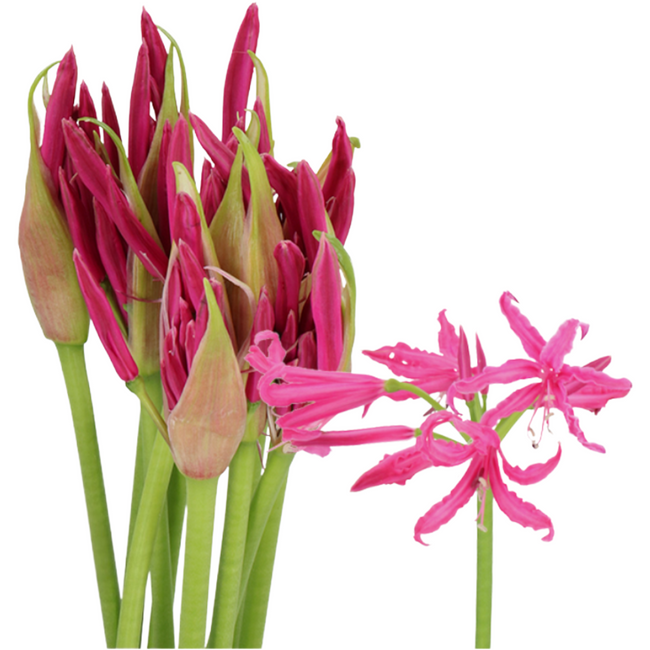 Nerine Mister Nick holl