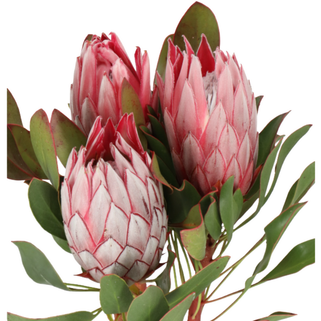 Protea King Cynaroides 60cm ho