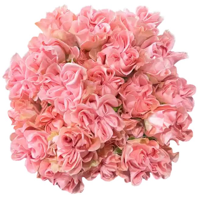 Rosespray Lucky Flow 10st Flor