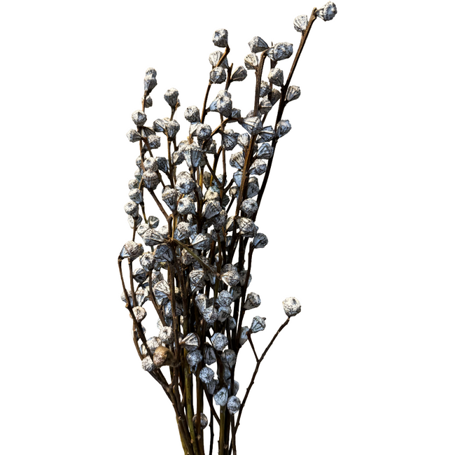 Eucalyptus Globulus holl