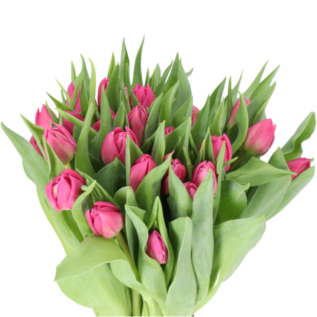 Tulip Dbl Magenta holl