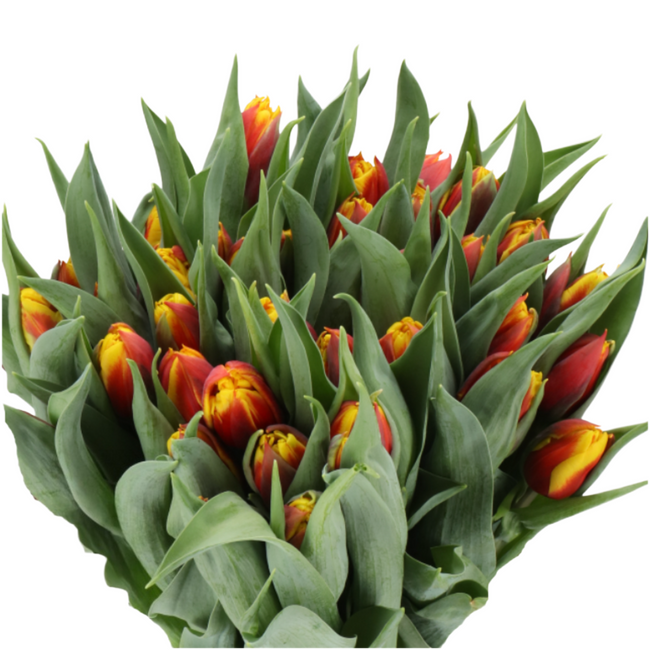 Tulip Parrot Bob Marley holl