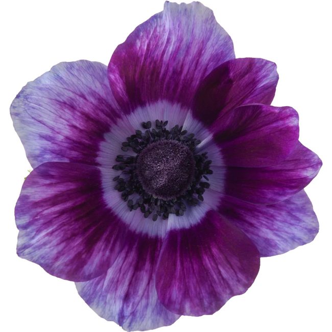 Anemone Tigre Wine rprima