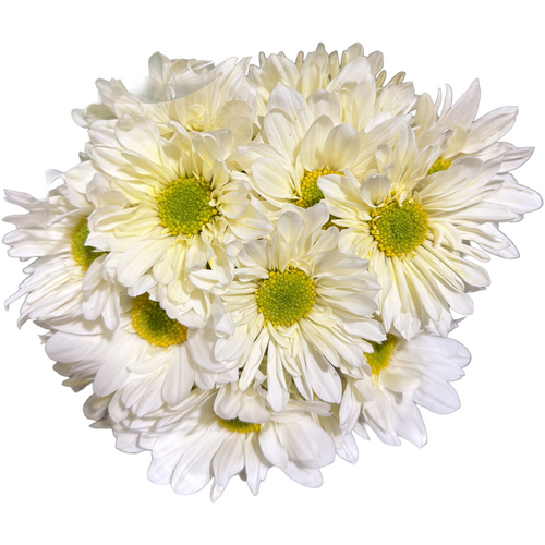 Pom Daisy Cream rio