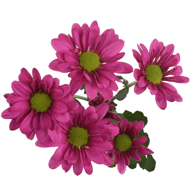 Pom Daisy Memphis ESMERALDA