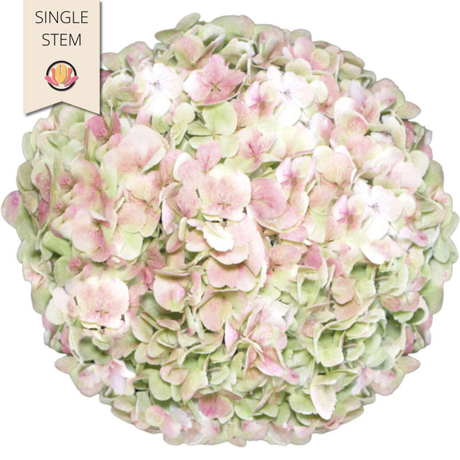 Hydrangea Antique Green rfi(ST