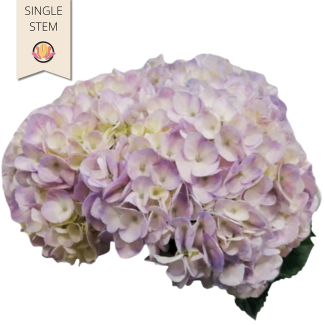 Hydrangea Vervain Super Esmerelda (stem)