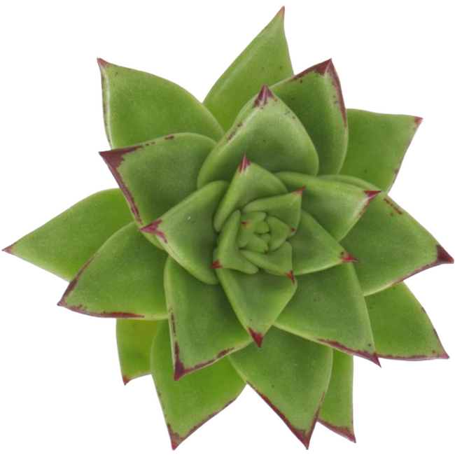 Succulent Lipstick holl(STEM)