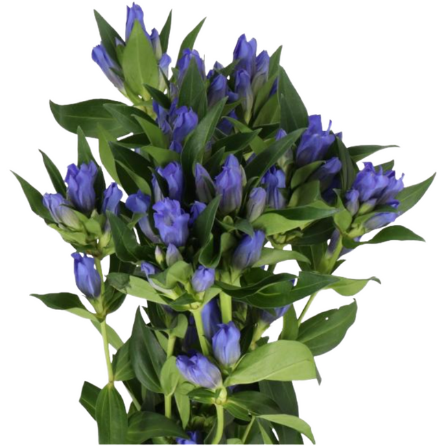 Gentiana Kagayaki holl