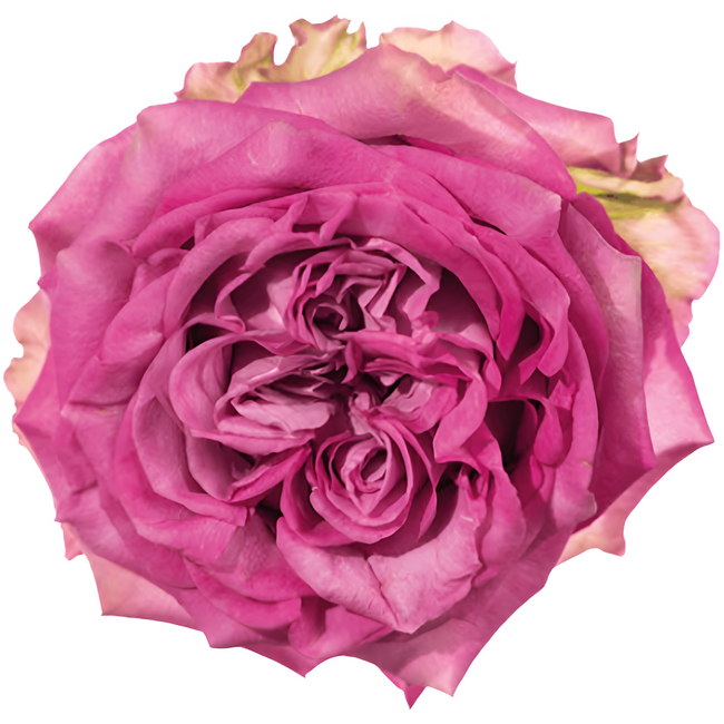 Rose Queens Crown 50cm Rfi