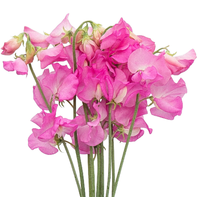 Sweet Pea Hot Pink arlotti ext