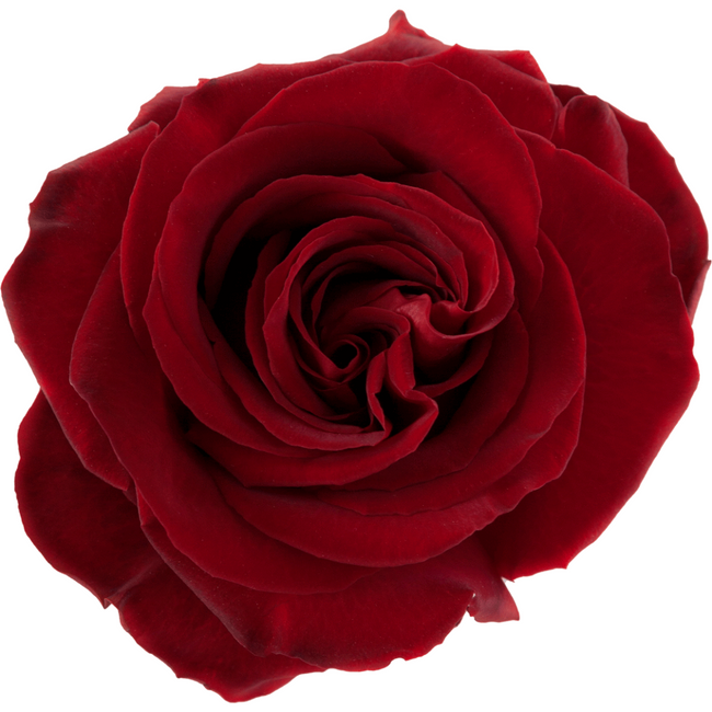 Rose Black Pearl 50cm rfi