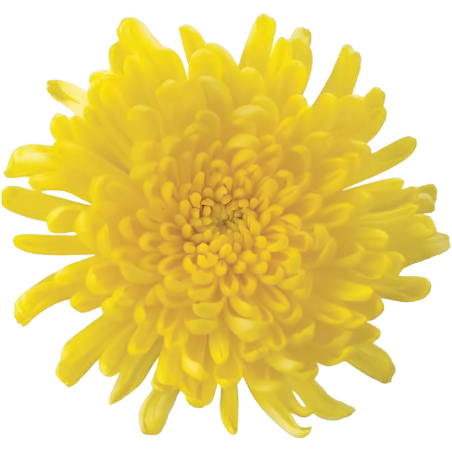 Mum Cremon Cadiz SOLE