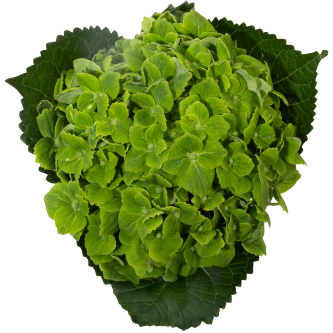 Hydrangea Emerald Green Trilog