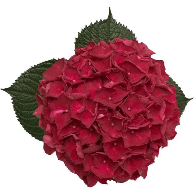 Hydrangea Hot Pink Trophy Tril