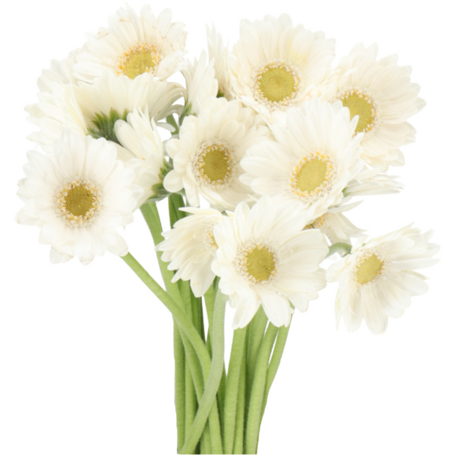 Germini Piccolini Ponza holl(2