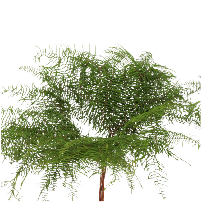 Starfern Coral fern holl