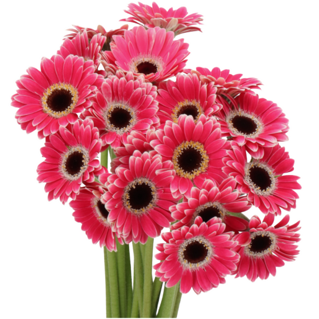 Germin Piccolini Pink White ti