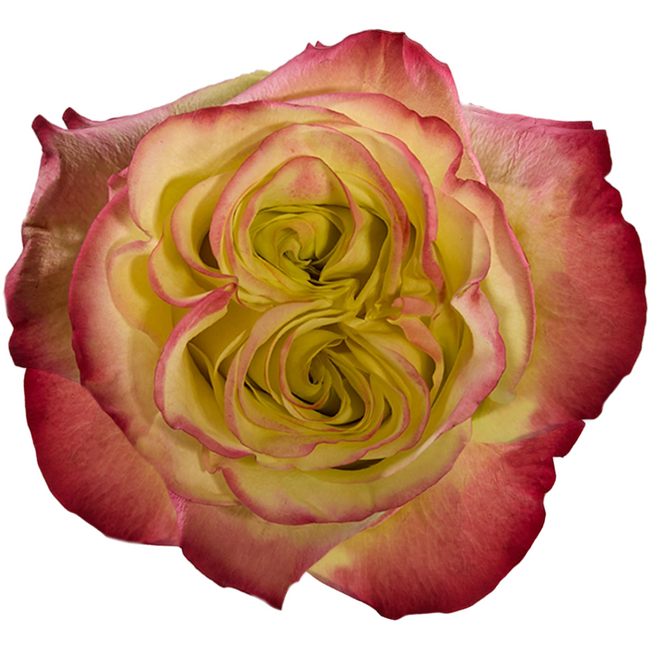 Rose Journey 70cm tessa