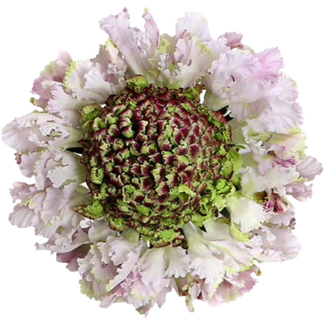 Scabiosa Sweetness fresca