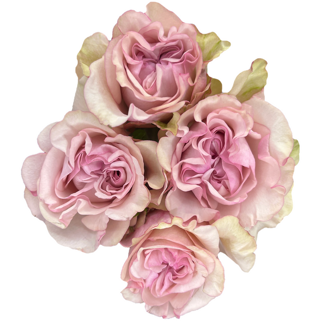 RoseSpray BabyFlow 40cm florec