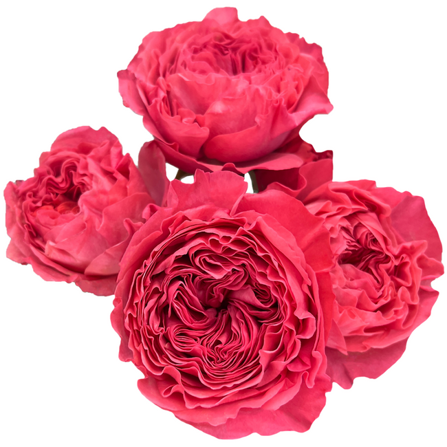 RoseSpray Boomerang 40cm flore