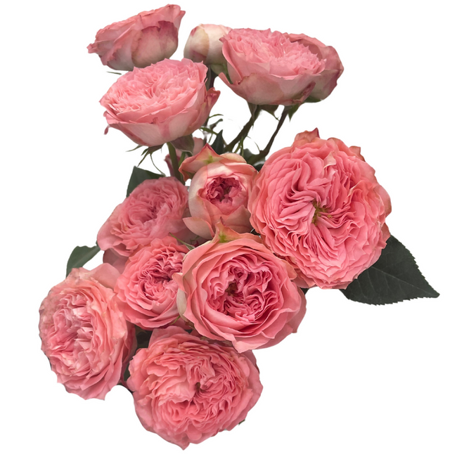 RoseSpray Gdn Isabella 50cm fl