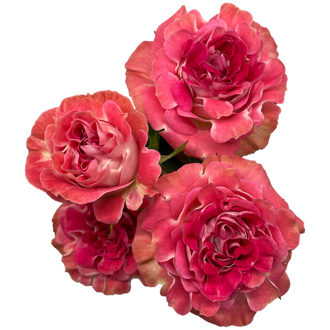 RoseSpray Garden Natalie 60cm, Florecal