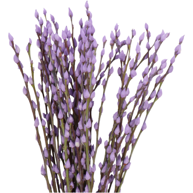 Pwillow Caprea Milka 90cm holl