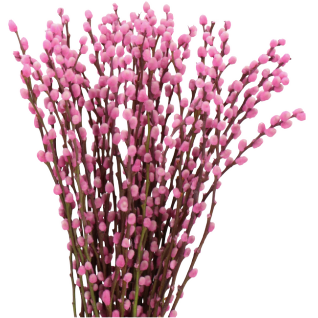 Pwillow Caprea Licht Roze 90cm