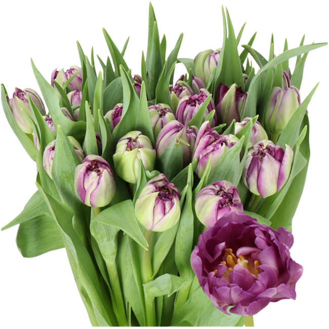 Tulip Dbl Python holl