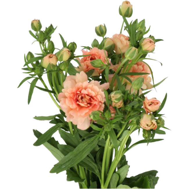 Ranunculus Butterfly Eris Keny