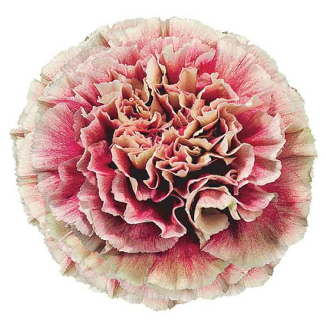 Carn Sel Merletto Crimson SOLE