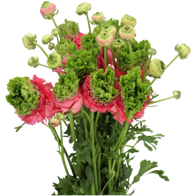 Ranunculus Crown Sisteron holl
