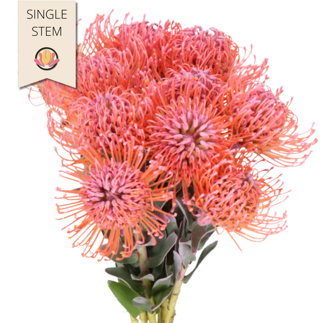 Pins Nutan Dyed Pink holl(STEM