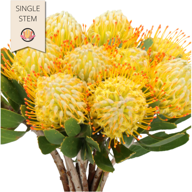 Pins Nutan Cuneiforme holl(STE