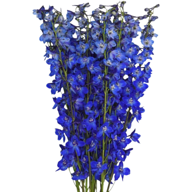 Delph Sea Waltz(10cs)mulitflor