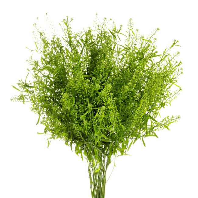 Lepidium Green Dragon Esme 5st