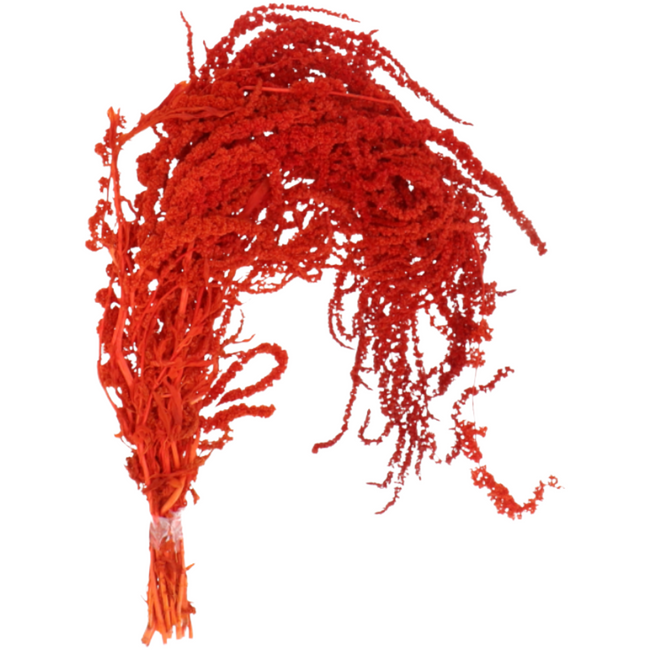 Dried Amaranthus Red Hang holl