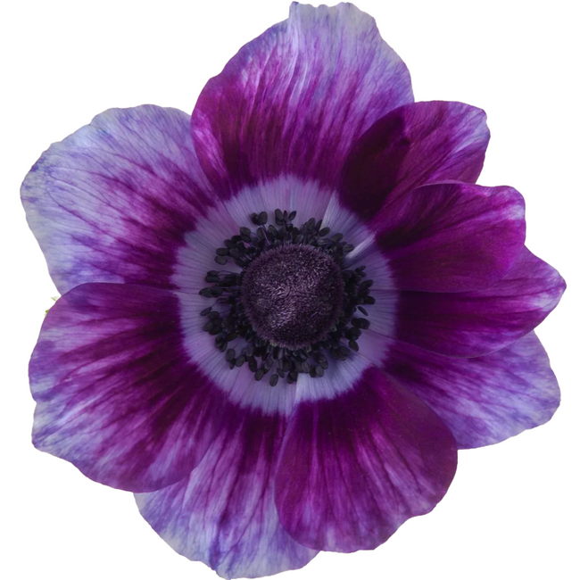 Anemone Mistral Tigre Wine, Rosaprima