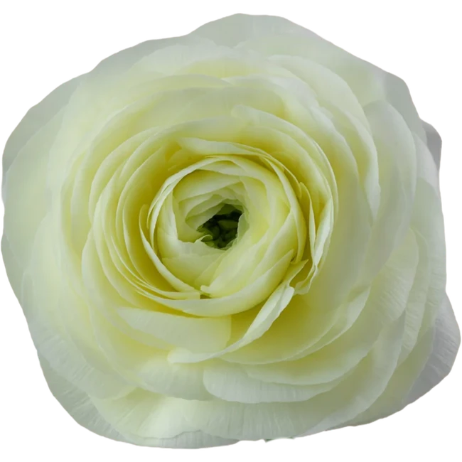 Ranunculus Cloni Vanilla rprim