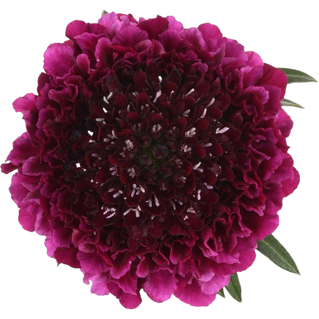 Scabiosa Purple 70cm, Esmeralda