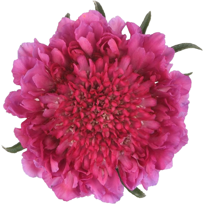 Scabiosa Lavender 70cm, Esmeralda