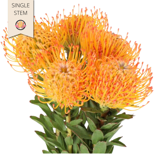 Pincushion Ayoba Sun (stem), Holex