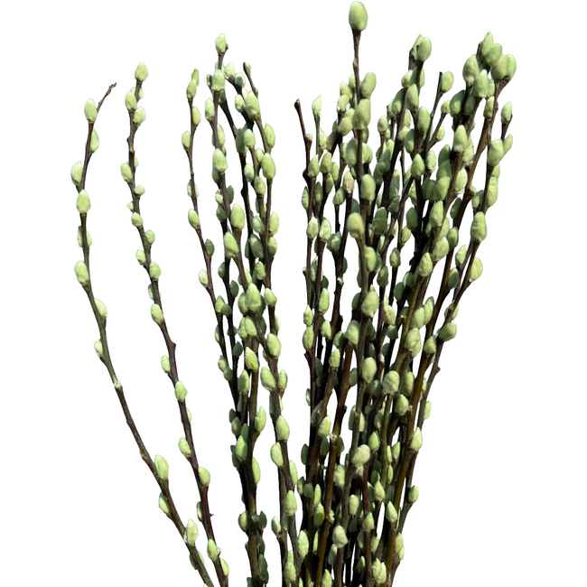 Pwillow Dyed Mint Hol