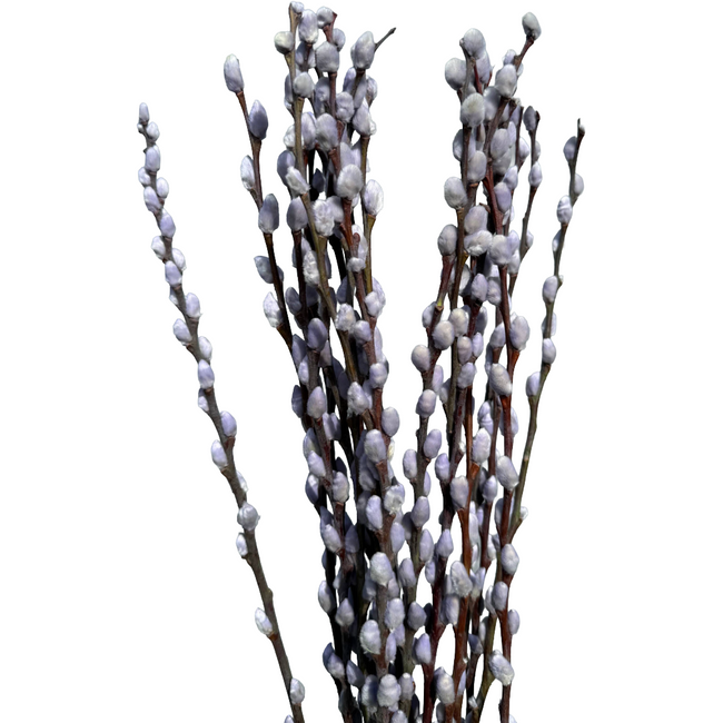 PWillow  Dyed Sky Blue, Hol