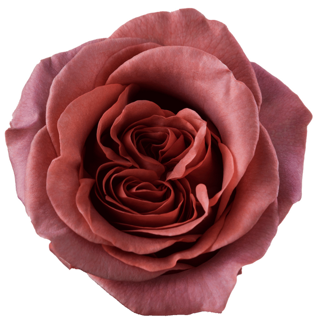 Rose Razzmatazz 40cm RP