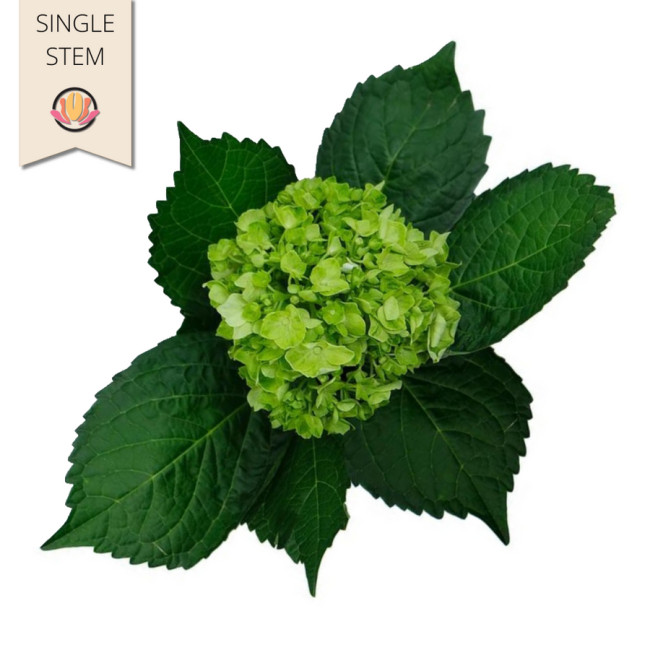 Hydrangea Mini Dk Green Bella