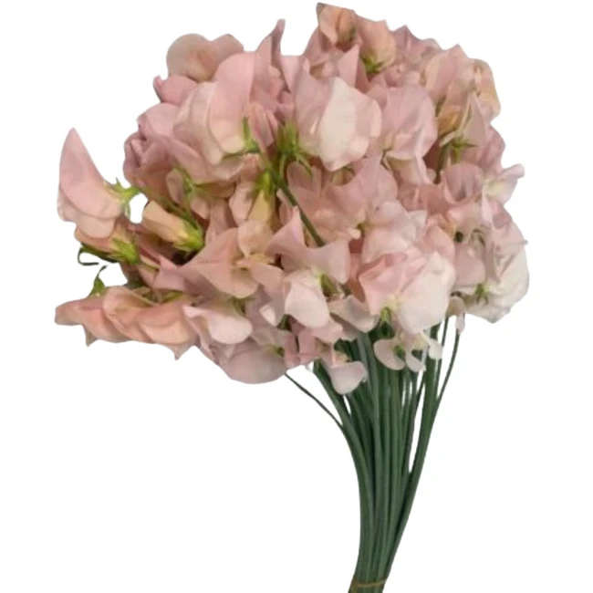 Sweet Pea Megumi Peach Choice